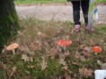 /album/uitstap-bos/dscf2805-jpg/