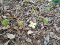 /album/uitstap-bos/dscn1651-jpg/