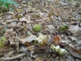/album/uitstap-bos/dscn1652-jpg/