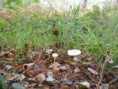 /album/uitstap-bos/dscn1671-jpg/