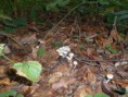 /album/uitstap-bos/dscn1672-jpg/