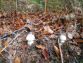 /album/uitstap-bos/dscn1673-jpg/