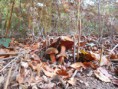 /album/uitstap-bos/dscn1674-jpg/