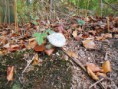 /album/uitstap-bos/dscn1675-jpg/